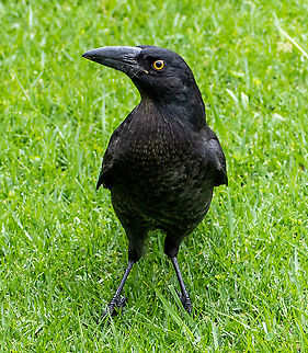 Pied_Kurrawong Backyard visitor Australia,Geotagged,Pied Currawong,Strepera graculina,Summer