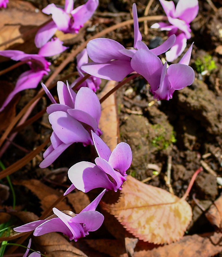 Ivy_Leaved_Cyclamen  Australia,Cyclamen hederifolium,Geotagged,Ivy-leaved cyclamen,Summer