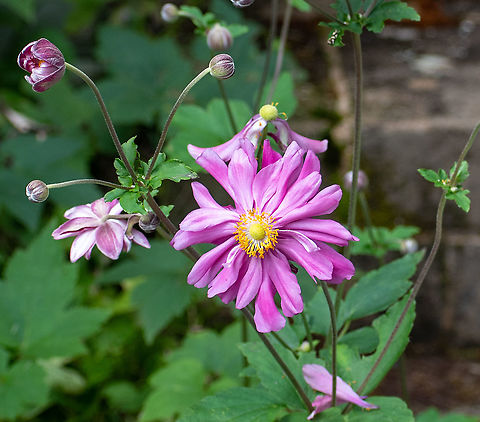 Prince Heinrich  Anemone hupehensis,Australia,Geotagged,Japanese anemone,Summer