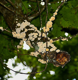 Fungi_on_Oak  Australia,Geotagged,Panellus luxfilamentus,Summer
