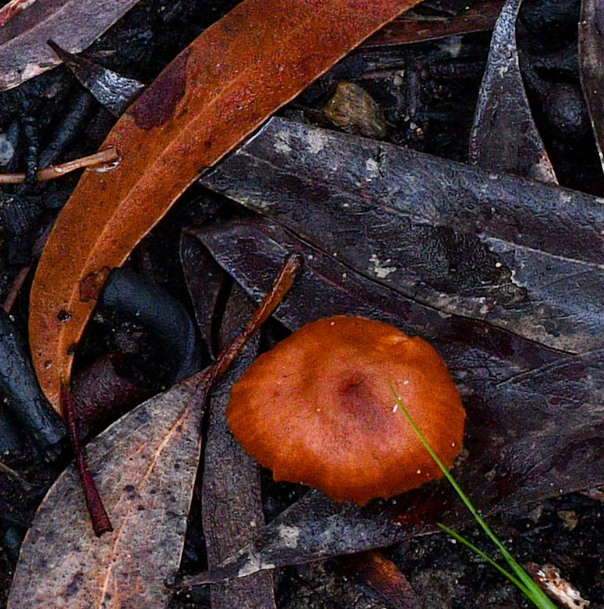 Golden Wood Fungus  Australia,Geotagged,Gymnopilus allantopus,Summer