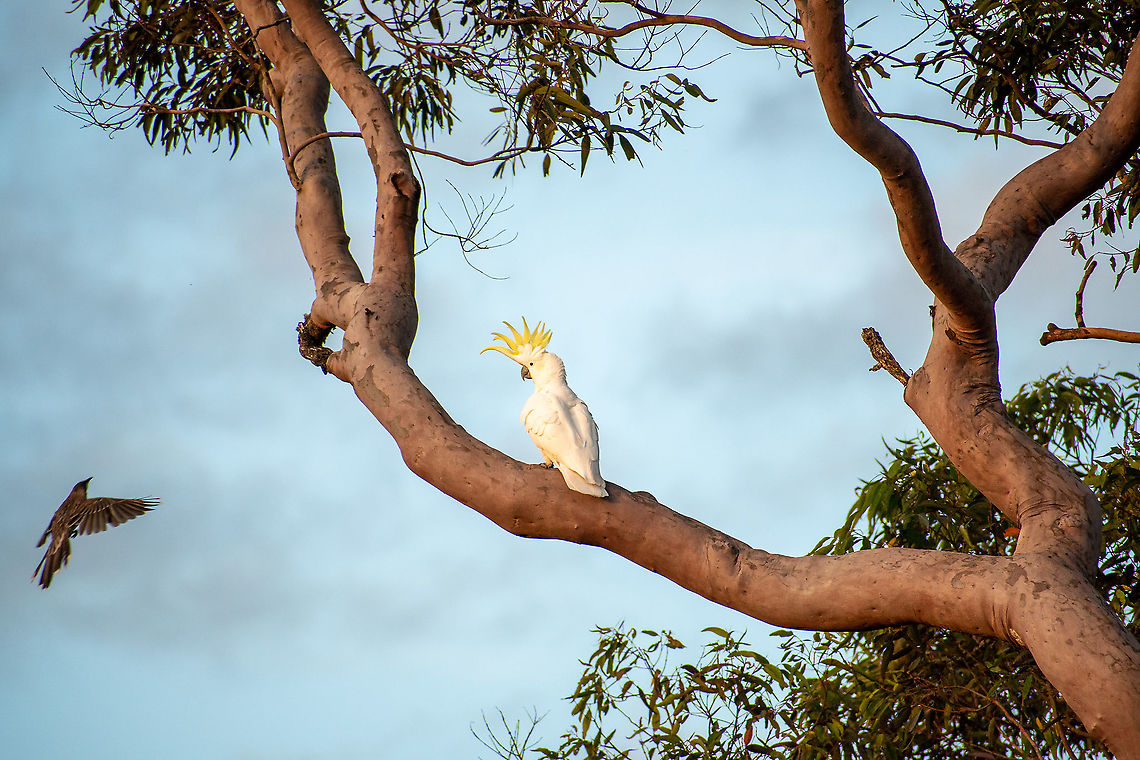 This is my patch Sulphur crested cockatoo holding his ground against a wattle Bird<br />
 Australia,Cacatua galerita,Cacatua sulphurea,Fall,Geotagged,Sulphur Crested,Yellow-crested Cockatoo