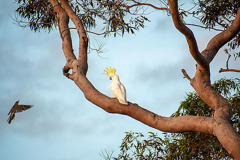 This is my patch Sulphur crested cockatoo holding his ground against a wattle Bird
 Australia,Cacatua galerita,Cacatua sulphurea,Fall,Geotagged,Sulphur Crested,Yellow-crested Cockatoo