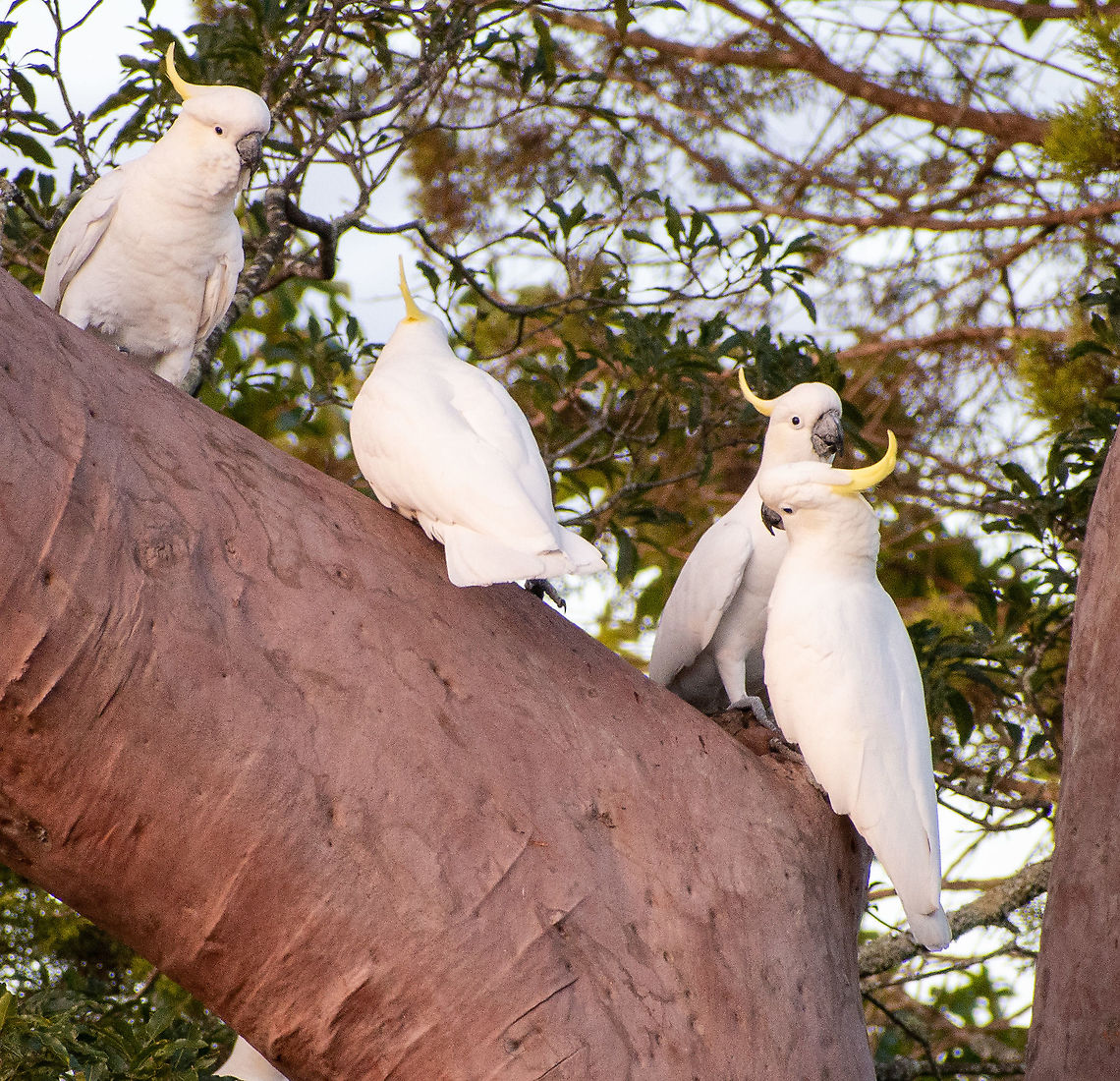Three’s a crowd Sulphur crested cockatoo getting water from the Angophora tree Australia,Cacatua galerita,Cacatua sulphurea,Fall,Geotagged,Sulphur Crested,Yellow-crested Cockatoo