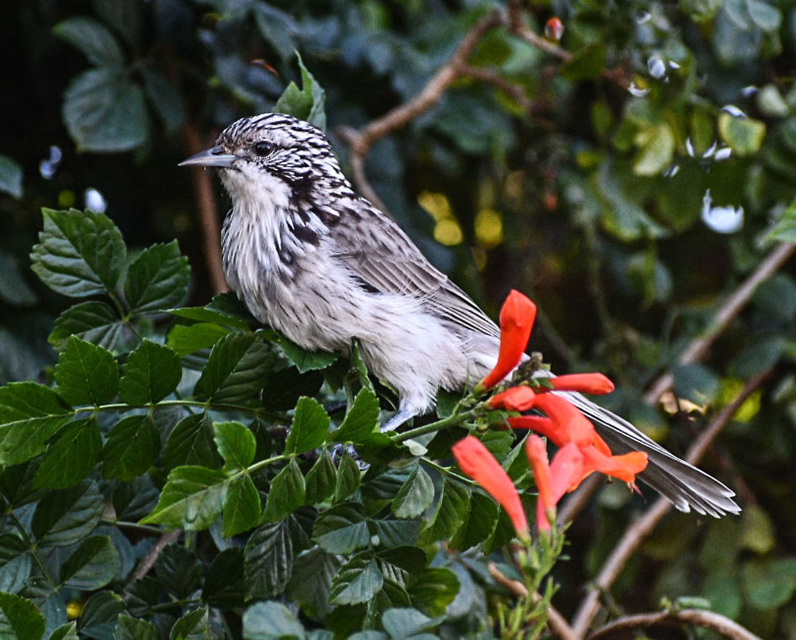 Striped_Honeyeater  Australia,Fall,Geotagged,Plectorhyncha lanceolata,Striped Honeyeater