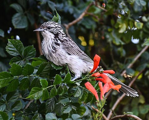 Striped_Honeyeater  Australia,Fall,Geotagged,Plectorhyncha lanceolata,Striped Honeyeater