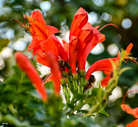 Cape_Honeysuckle_  Australia,Cape honeysuckle,Fall,Geotagged,Tecoma capensis