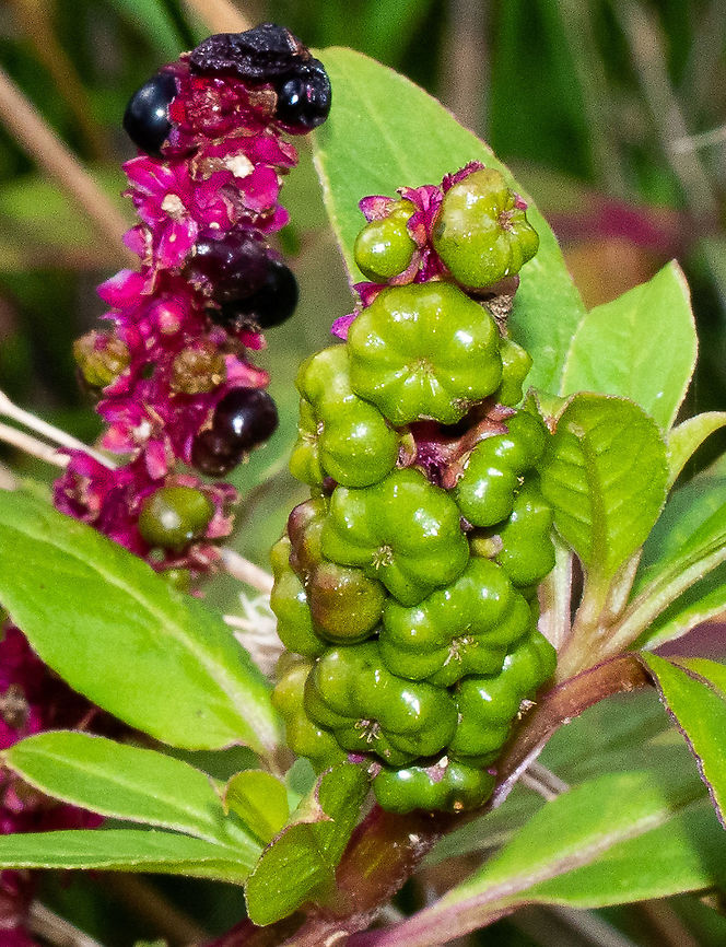 Ink_weed This has become widely naturalised in Australia and considered an environmental weed! Australia,Fall,Geotagged,Inkweed,Phytolacca octandra