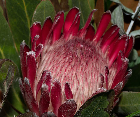 Protea_Obtusifolia  Australia,Fall,Geotagged,Protea obtusifolia