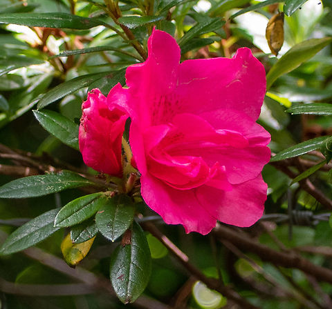 Tsutsusi_Azalea_  Australia,Geotagged,Rhododendron,Rhododendron indicum,Summer