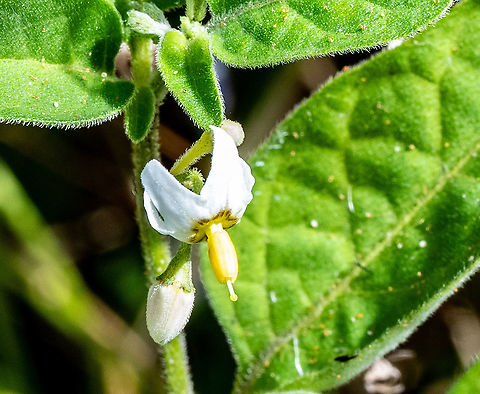 Tall_Nightshade  Australia,Fall,Geotagged,Solanum chenopodioides