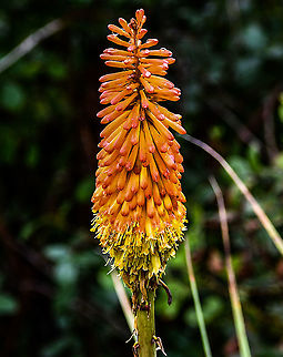 Red_HotPoker  Australia,Geotagged,Kniphofia uvaria,Red Hot Poker,Summer