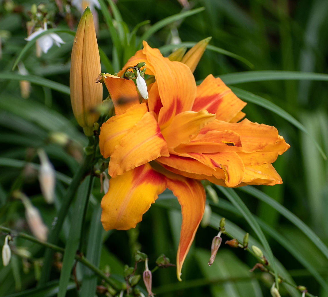 Orange_Day_Lily  Australia,Geotagged,Hemerocallis fulva,Orange day-lily,Summer