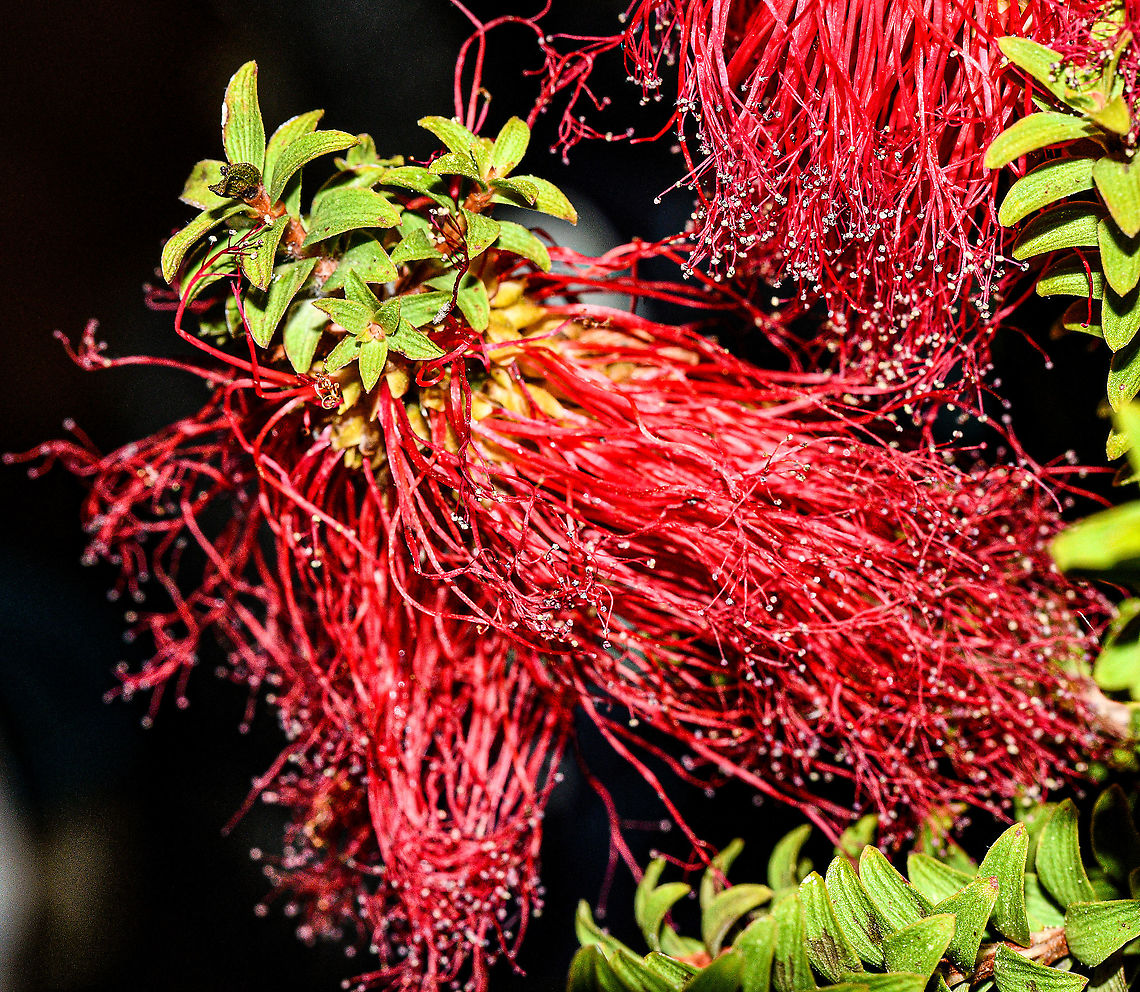 Sand Bottlebrush  Australia,Beaufortia  squarrosa,Fall,Geotagged,Sand bottlebrush
