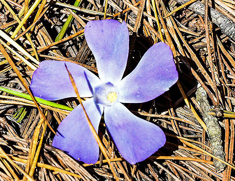 Greater Periwinkle  Australia,Blue periwinkle,Fall,Geotagged,Vinca major