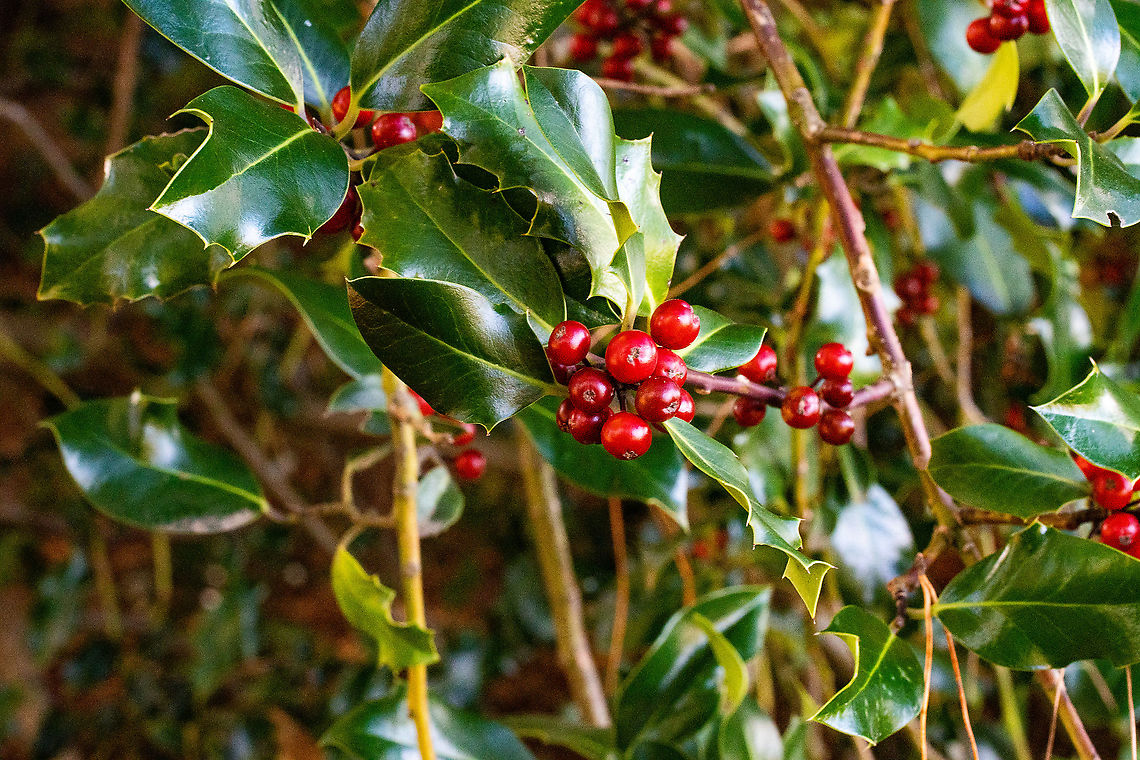 European Holly Found this growing under conifers at Mt Blackheath Australia,Fall,Geotagged,Holly,Ilex aquifolium