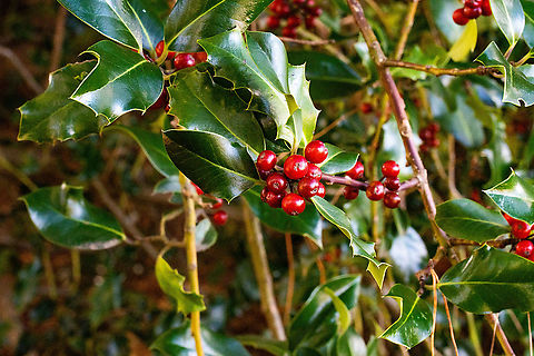 European Holly Found this growing under conifers at Mt Blackheath Australia,Fall,Geotagged,Holly,Ilex aquifolium