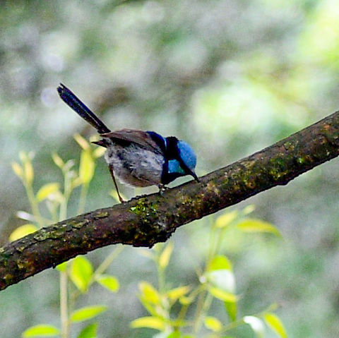 Superb Fairywren Not a very clear photo-they move so quickly! Australia,Geotagged,Malurus cyaneus,Summer,Superb Fairywren