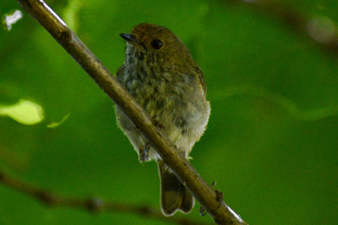 Brown Thornbill  Acanthiza pusilla,Australia,Brown thornbill,Geotagged,Summer