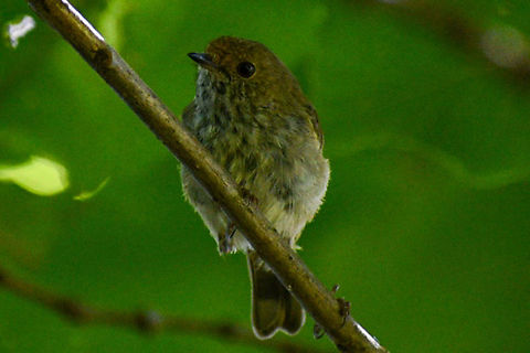 Brown Thornbill  Acanthiza pusilla,Australia,Brown thornbill,Geotagged,Summer