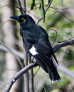Pied Currawong  Australia,Fall,Geotagged,Pied Currawong,Strepera graculina