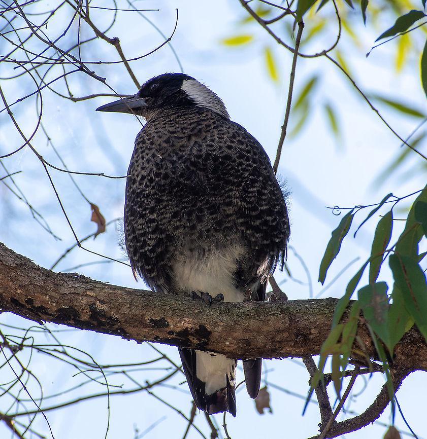 Juvenile_Magpie  Australia,Australian magpie,Fall,Geotagged,Gymnorhina tibicen