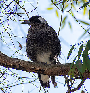 Juvenile_Magpie  Australia,Australian magpie,Fall,Geotagged,Gymnorhina tibicen