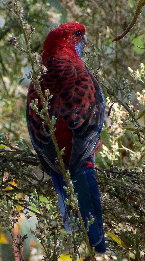 Crimson Rosella  Crimson rosella,Platycercus elegans