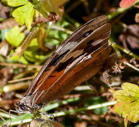 Common Brown Butterfly  Australia,Fall,Geotagged,Heteronympha merope