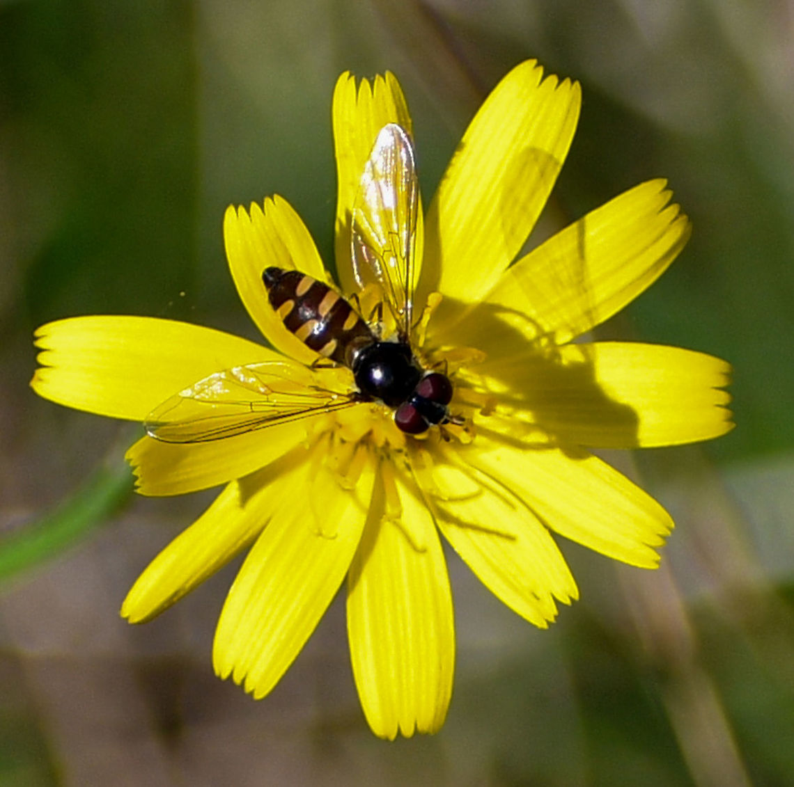 Half Banded Hoverfly  Australia,Common Halfband,Fall,Geotagged,Melangyna viridiceps