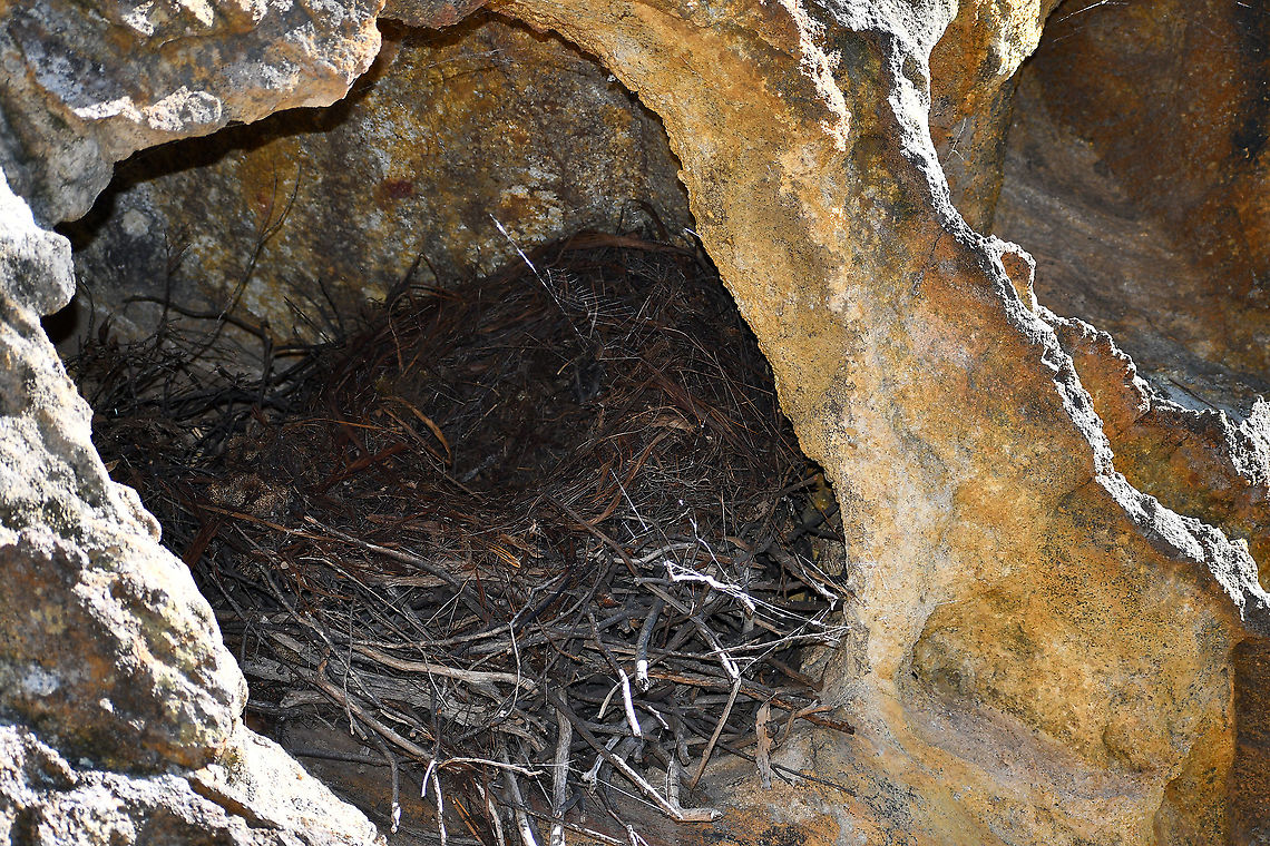 Birds Nest In Cave- Blackfellas Hand Cave Area Not sure what kind of bird has built a nest in this cave. Australia,Fall,Geotagged