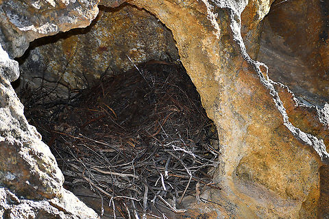 Birds Nest In Cave- Blackfellas Hand Cave Area Not sure what kind of bird has built a nest in this cave. Australia,Fall,Geotagged