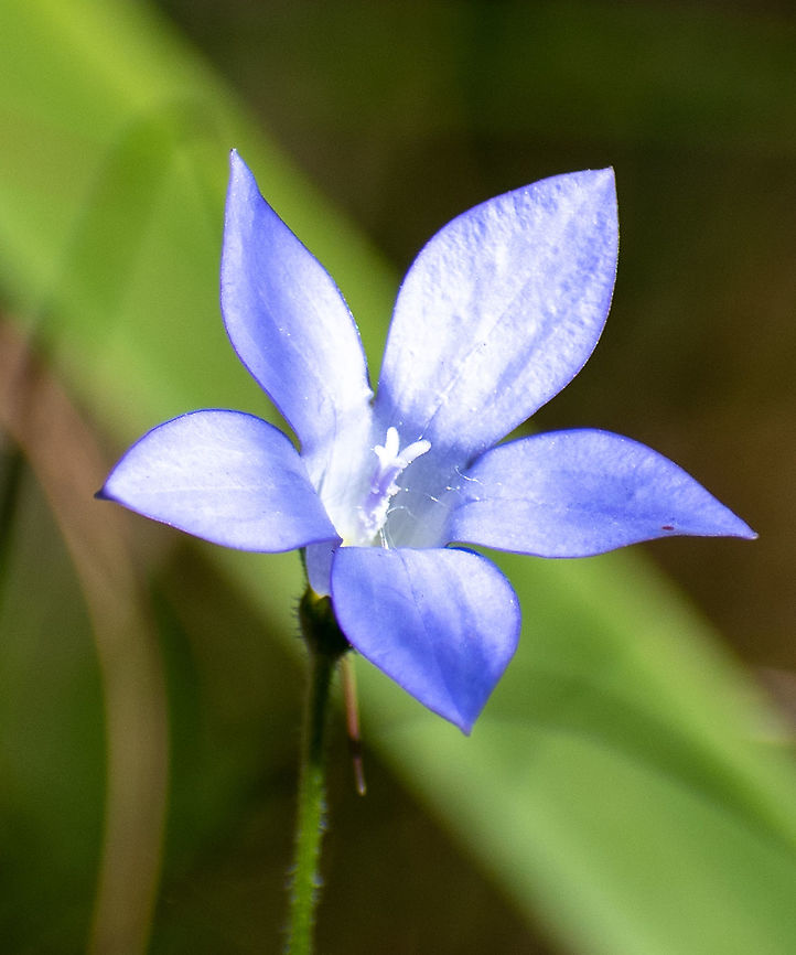 Southern Rockbell  Australia,Fall,Geotagged,Southern Rockbell,Wahlenbergia marginata