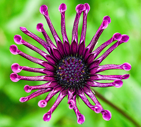 African_Daisy  Australia,Dimorphotheca ecklonis,Fall,Geotagged