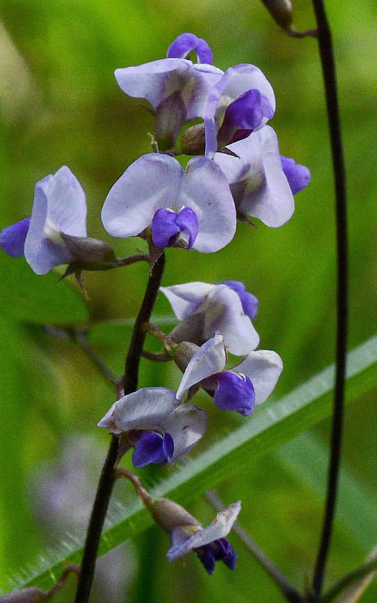 Common Hovea  Australia,Common Hovea,Fall,Geotagged,Hovea acutifolia,Hovea linearis