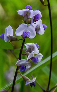 Common Hovea  Australia,Common Hovea,Fall,Geotagged,Hovea acutifolia,Hovea linearis