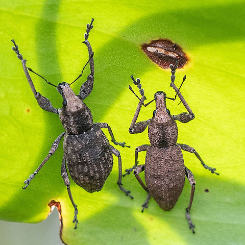 Weevil_Duo_  Australia,Coleoptera,Curculionoidea,Fall,Geotagged,weevil