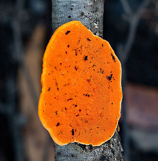 Orange Bracket Fungus ??  Australia,Fall,Geotagged