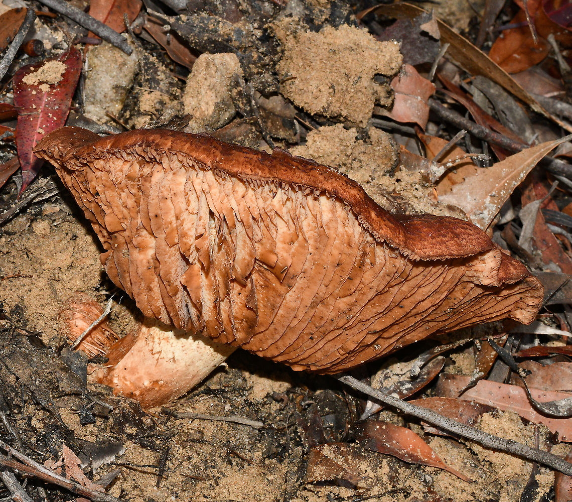 Large Fungus on Eucalypt Forest Floor  Australia,Fall,Geotagged,Lactarius deliciosus,Saffron milk cap