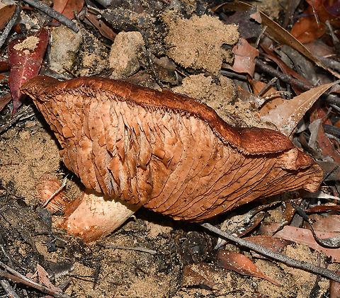 Large Fungus on Eucalypt Forest Floor  Australia,Fall,Geotagged,Lactarius deliciosus,Saffron milk cap