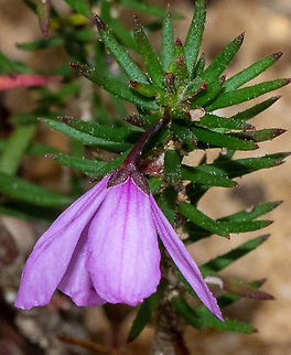 Pink Heath Bells  Australia,Fall,Geotagged,Tetratheca bauerifolia