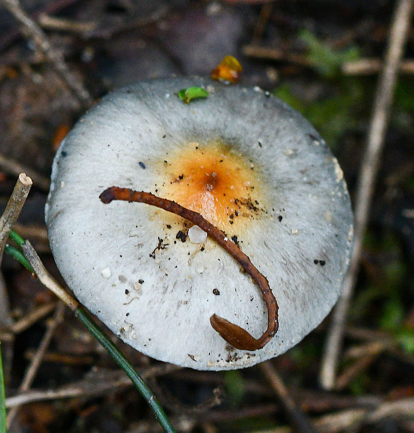 Russula Viridis  Australia,Fall,Geotagged,Russula Viridis