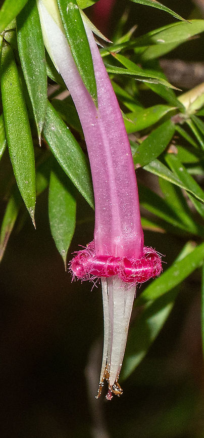 Pink Five Corners  Australia,Fall,Geotagged,Pink Five-Corners,Styphelia triflora