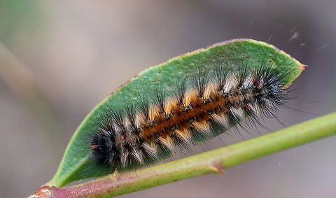 Hairy Mary Catepillar  Anthela varia,Australia,Calamus  australis,Calamus australis,Fall,Geotagged,Variable anthelid