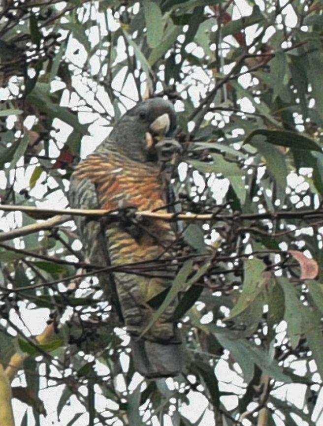 Female Gang Gang Cockatoo Of course I saw this when I only had a macro lens so not a very good shot! Callocephalon fimbriatum,Gang-gang cockatoo