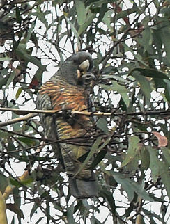 Female Gang Gang Cockatoo Of course I saw this when I only had a macro lens so not a very good shot! Callocephalon fimbriatum,Gang-gang cockatoo