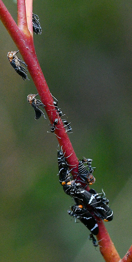 Gum_Tree_Hopper  Australia,Eurymeloides bicincta,Fall,Geotagged,Two-lined gum-treehopper