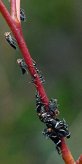 Gum_Tree_Hopper  Australia,Eurymeloides bicincta,Fall,Geotagged,Two-lined gum-treehopper