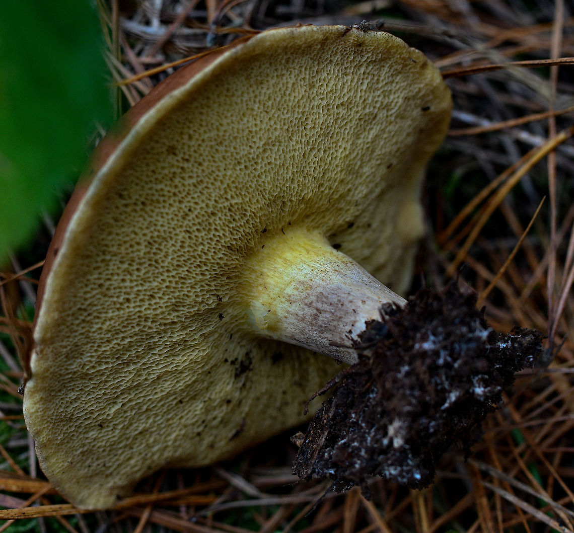 Slippery_Jack Found this in the Oberon State Pine Forest Australia,Fall,Geotagged,Slippery jack,Suillus luteus