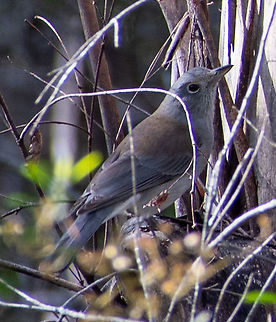 Grey Shrikethrush  Australia,Colluricincla harmonica,Fall,Geotagged,Grey shrike-thrush